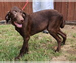 Small #6 Labrador Retriever Mix