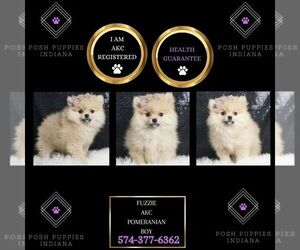 Pomeranian Puppy for sale in WARSAW, IN, USA