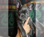Small #6 French Bulldog