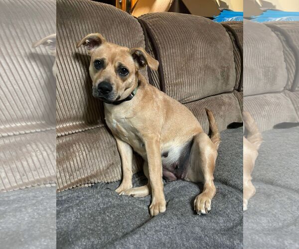 Medium Photo #7 Mutt Puppy For Sale in pomfret, CT, USA