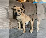 Small Photo #7 Mutt Puppy For Sale in pomfret, CT, USA