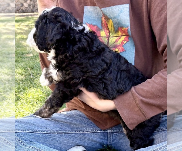 Medium Photo #1 Bernedoodle (Miniature) Puppy For Sale in ROY, UT, USA