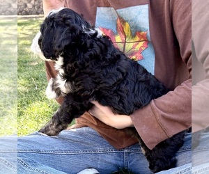 Bernedoodle (Miniature) Puppy for sale in ROY, UT, USA