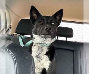 Mutt Dogs for adoption in Crete, IL, USA