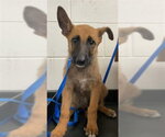 Small German Shepherd Dog Mix