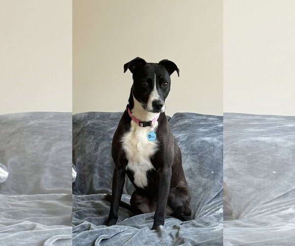 Medium Photo #2 Mutt Puppy For Sale in Rockaway, NJ, USA