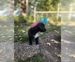 Small Photo #16 Miniature Australian Shepherd Puppy For Sale in DALTON CITY, IL, USA
