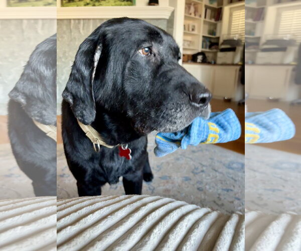 Medium Photo #4 Labrador Retriever-Unknown Mix Puppy For Sale in San Diego, CA, USA