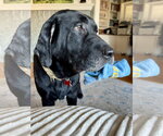 Small #3 Labrador Retriever Mix