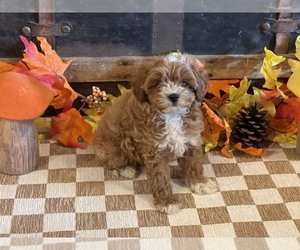 Cavapoo (Miniature) Puppy for sale in FULTON, KS, USA