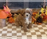 Image preview for Ad Listing. Nickname: Milo