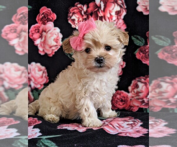 Medium Photo #3 Maltipoo Puppy For Sale in LEOLA, PA, USA