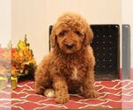 Small Photo #1 Goldendoodle (Miniature) Puppy For Sale in EPHRATA, PA, USA
