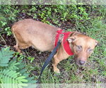 Small #2 Staffordshire Bull Terrier Mix