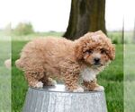 Small #1 Cavapoo