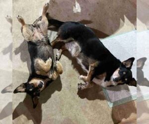 Dorgi Dogs for adoption in WILSONVILLE, AL, USA
