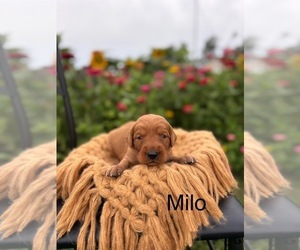 Golden Retriever Puppy for sale in ROCK VALLEY, IA, USA