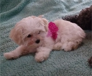 Maltipoo Puppy for Sale in RANCHO MIRAGE, California USA