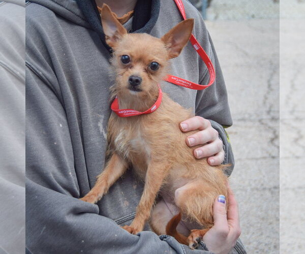 Medium Photo #2 Chihuahua-Unknown Mix Puppy For Sale in Huntley, IL, USA