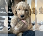 Small Photo #12 Goldendoodle Puppy For Sale in CARMICHAEL, CA, USA