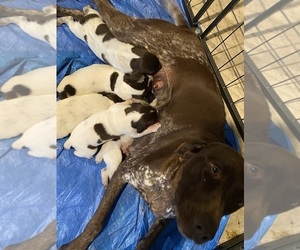Mother of the German Shorthaired Pointer puppies born on 03/25/2026