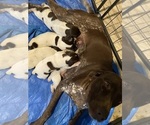 Small Photo #1 German Shorthaired Pointer Puppy For Sale in CAMDEN, SC, USA