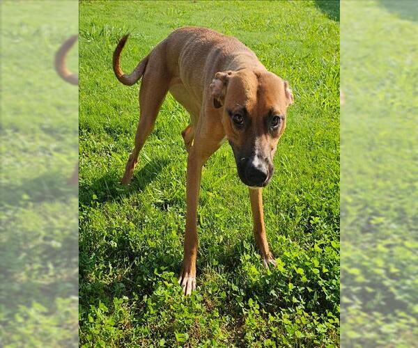 Medium Photo #1 Boxador Puppy For Sale in Grovetown, GA, USA