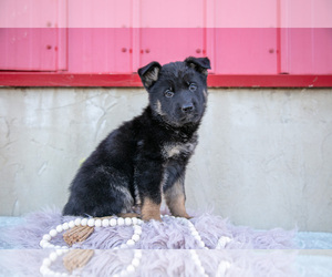 Medium German Shepherd Dog