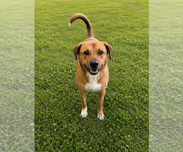 Medium Photo #4 Boxer-Unknown Mix Puppy For Sale in McKinney, TX, USA