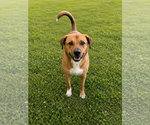 Small #3 Boxer Mix