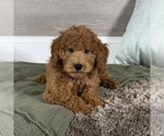Small #2 Goldendoodle