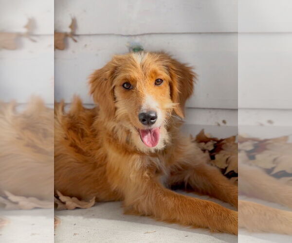 Medium Photo #1 Labrador Retriever Puppy For Sale in Brewster, NY, USA