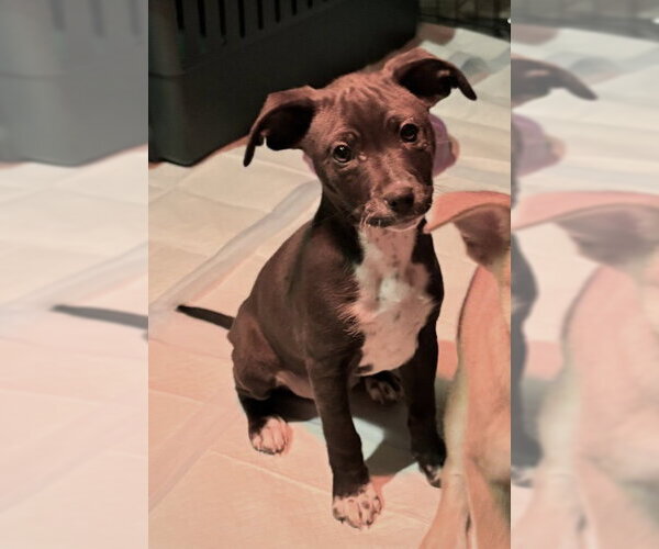 Medium Photo #4 Chihuahua-Unknown Mix Puppy For Sale in Grafton, WI, USA