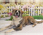 Small #1 Australian Shepherd Mix