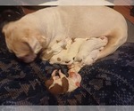 Small Photo #2 American Bulldog-French Bulldog Mix Puppy For Sale in ANNISTON, AL, USA