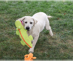 Small #4 Labrador Retriever