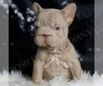 Small #5 French Bulldog
