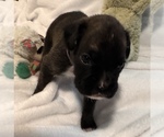Small #2 Boxer