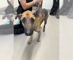 KING - Male German Shepherd Dog Dog for Adoption - Small photo