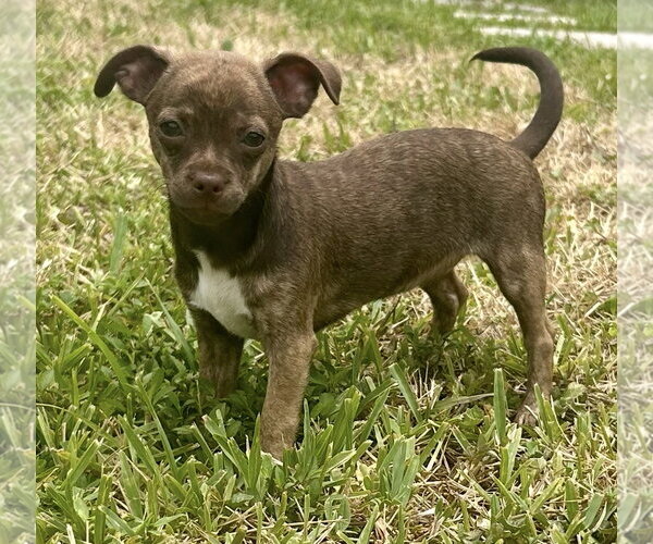 Medium Photo #1 Rat-Cha Puppy For Sale in Royal Palm Beach, FL, USA