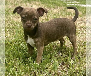 Rat-Cha Dogs for adoption in Royal Palm Beach, FL, USA