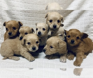 Chiranian Puppy for sale in PORTLAND, OR, USA