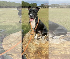 Mutt Dogs for adoption in Rockaway, NJ, USA