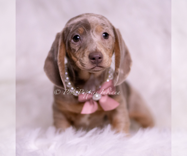 Medium Photo #41 Dachshund Puppy For Sale in WARSAW, IN, USA