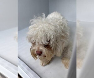Poodle (Toy) Dogs for adoption in Houston, TX, USA