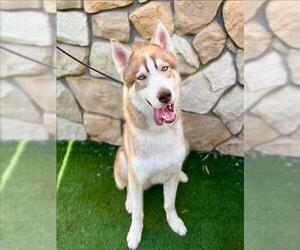 Siberian Husky Dogs for adoption in Sacramento, CA, USA