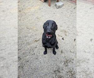Labrador Retriever Dogs for adoption in Frisco, CO, USA