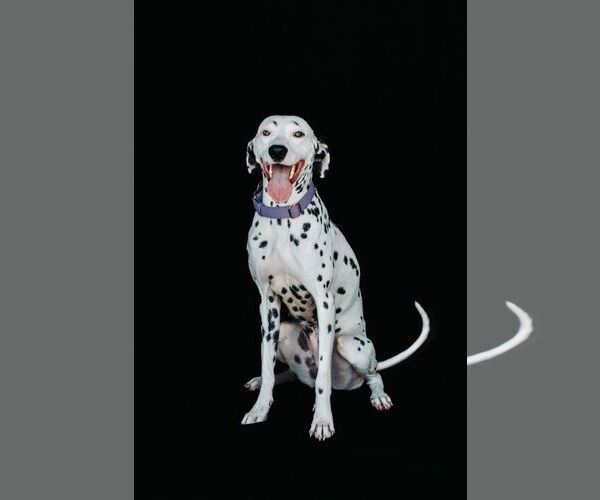 Medium Photo #3 Dalmatian Puppy For Sale in Orlando, FL, USA