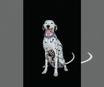 Small #2 Dalmatian