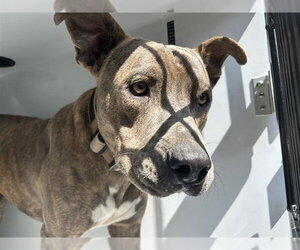 Mutt Dogs for adoption in Houston, TX, USA